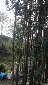 IMG-20181123-WA0011