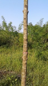 IMG-20181123-WA0023