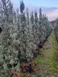 IMG-20181123-WA0028