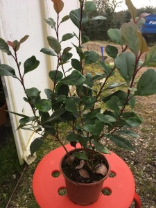IMG-20181123-WA0032