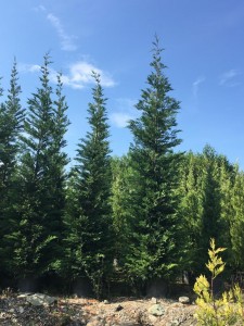 IMG-20181123-WA0033
