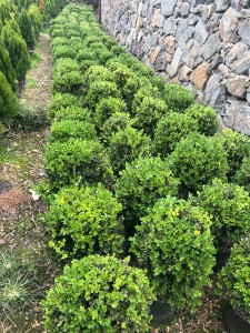 IMG-20181123-WA0037