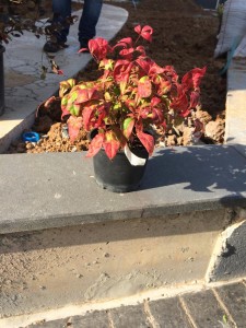 IMG-20181123-WA0041