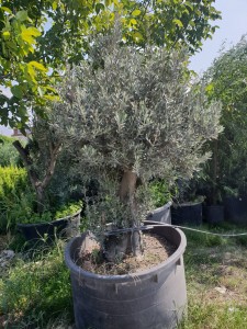 IMG-20181123-WA0049